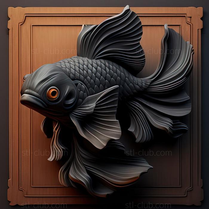 st Dark grey oranda fish